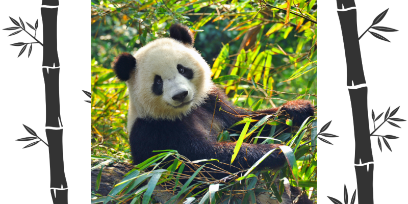 MILLIONS OF PANDAS CAN’T BE WRONG