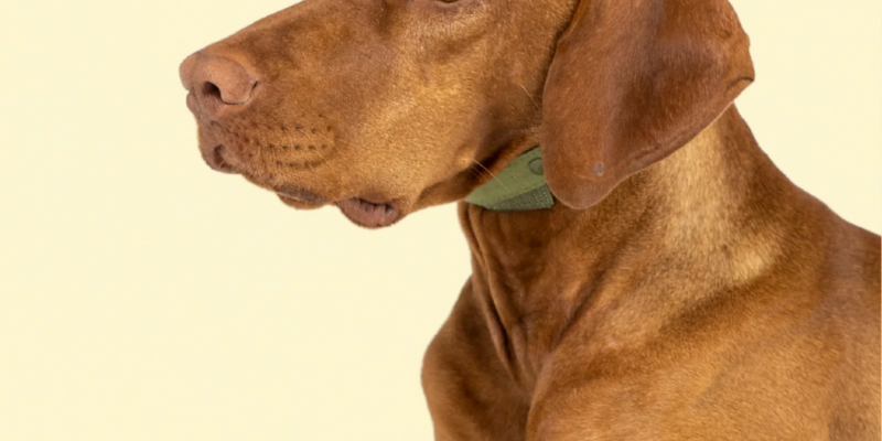 Hats for Dogs